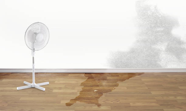 Best Water damage cleanup near me  in Mount Pulaski, IL
